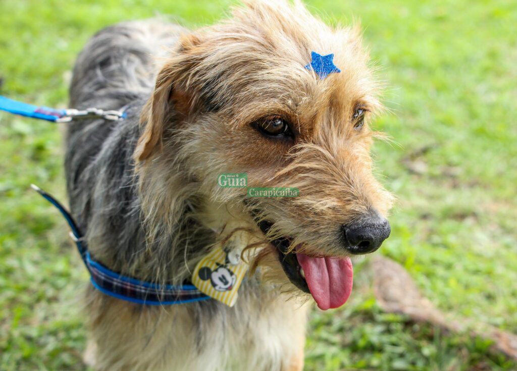 Prefeitura de Carapicuíba realiza Feira de adoção de Cães e Gatos