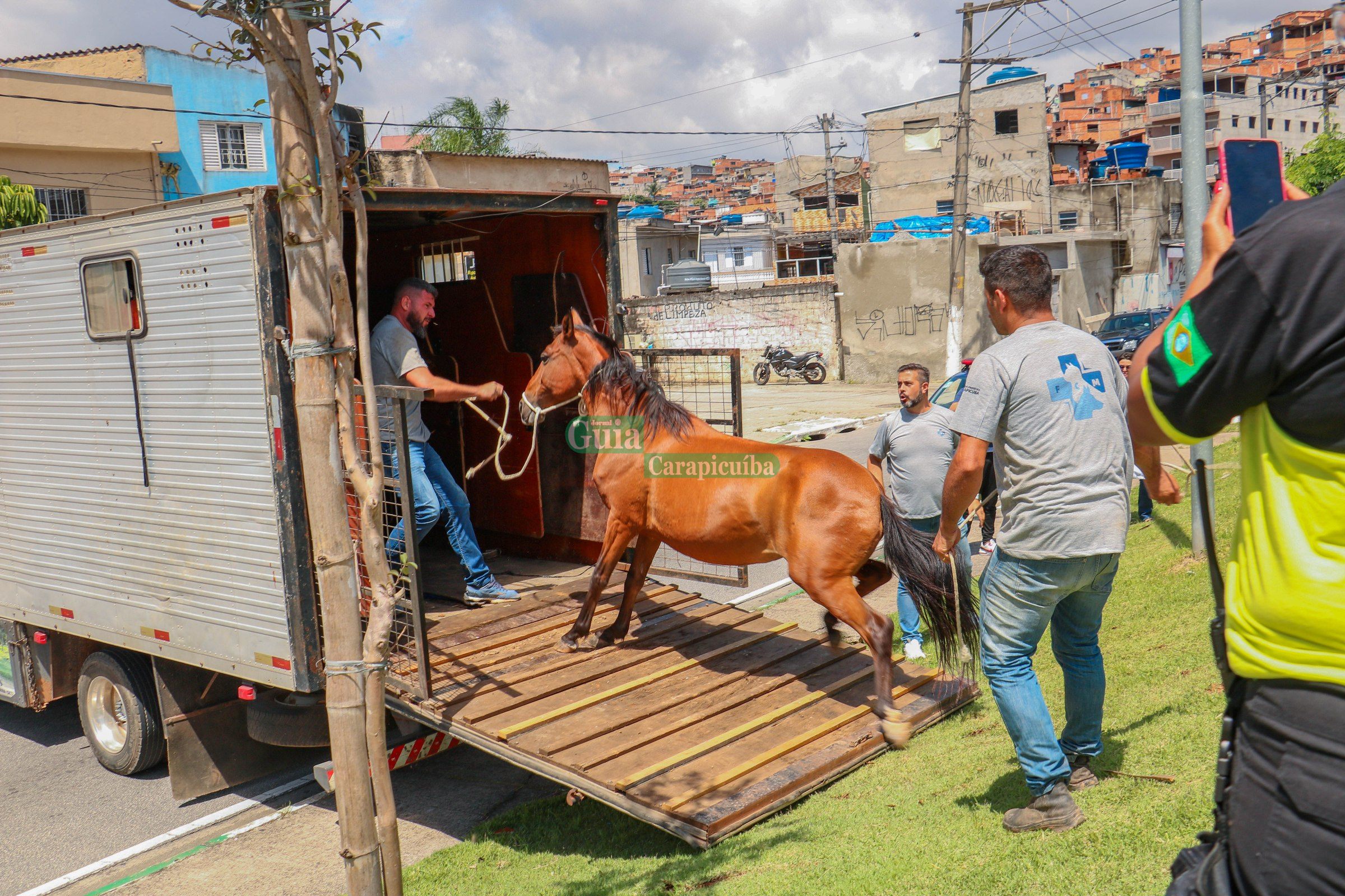 Prefeitura de Carapicuíba realiza ação para recolher animais de vias públicas