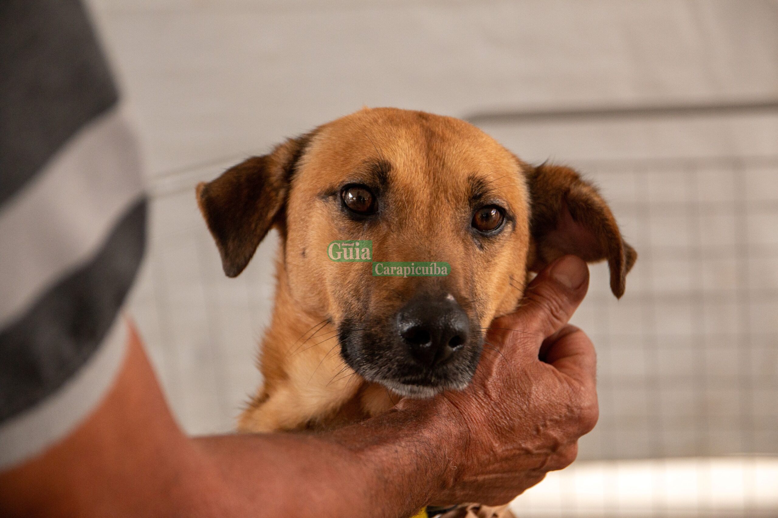 Carapicuíba realiza Feira de Adoção de Cães e Gatos em frente à UBS Dom Ercílio