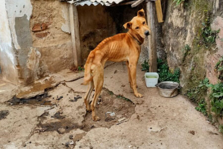 Estabelecimentos veterinários de SP agora são obrigados a denunciar casos de maus-tratos a animais