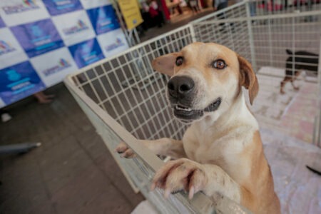 Itapevi realiza Feira de Adoção de Cães e Gatos neste sábado (18) no Ita Shopping