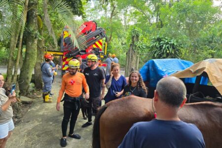 ‘Caramelo de Peruíbe’: Defesa Civil de SP participa de resgate de cavalo preso em laje